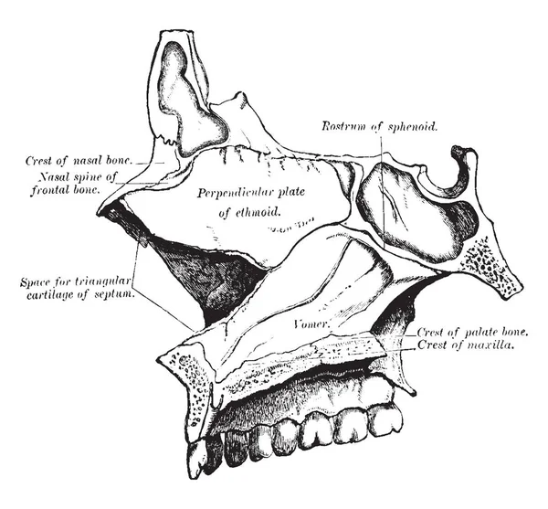 Esta Ilustração Representa Nasal Fossae Desenho Linha Vintage Gravura Ilustração —  Vetores de Stock