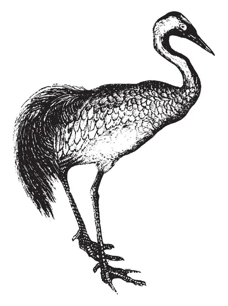 Grúa Esencialmente Aves Migratorias Dibujo Líneas Vintage Ilustración Grabado — Archivo Imágenes Vectoriales