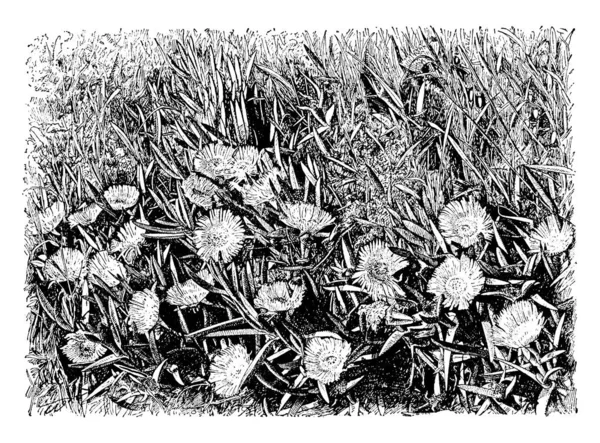 Görüntü Hottentot incir çiçek gösterir. Onlar are büyük ve sarı ya da mor. Meyve yenilebilir olduğunu. Bir süs bahçe tesisi olarak popülerdir. Etli yaprakları, vintage çizgi çizme veya oyma illüstrasyon sürünen bitki zemin.