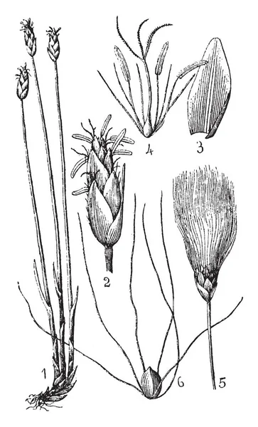 Uma Imagem Mostrando Morfologia Grama Algodão Desenho Linha Vintage Gravura —  Vetores de Stock
