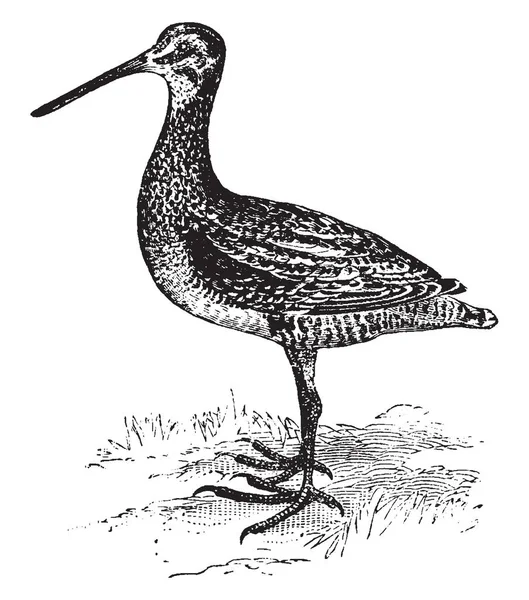 Μικρό Wilson Μπεκατσίνι Είναι Μικρό Στιβαρός Shorebird Εκλεκτής Ποιότητας Γραμμικό — Διανυσματικό Αρχείο