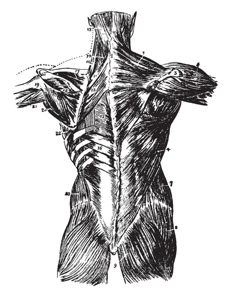 この図は 戻って筋肉 ビンテージの線描画や彫刻イラスト — ストックベクタ