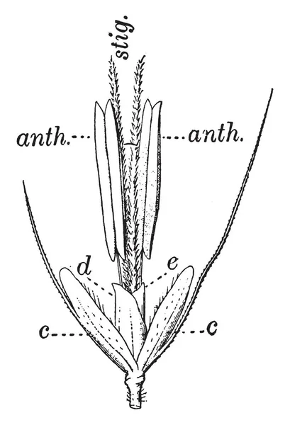 Cette Image Est Bourgeon Herbe Vernal Fleurit Avril Juin Dessin — Image vectorielle