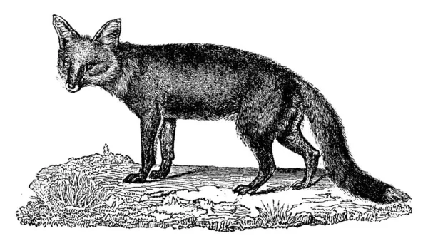 Fox Illustrazione Incisa Epoca Storia Naturale Degli Animali 1880 — Vettoriale Stock