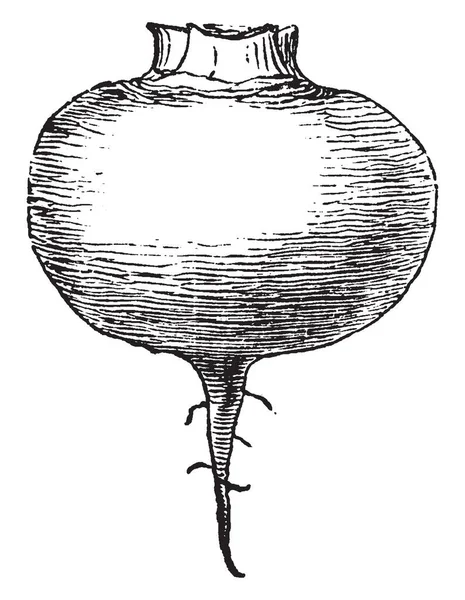 Das Ist Das Bild Der Pfahlwurzel Die Form Der Pfahlwurzeln — Stockvektor
