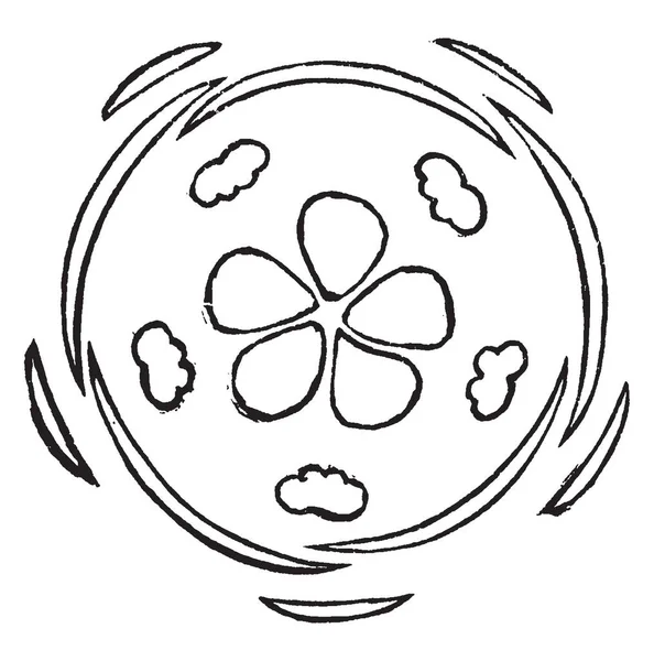 Рисунок Показывающий Цветок Crassula Который Представляет Собой Диаграмму План Винтажные — стоковый вектор