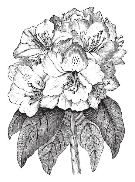 Una Imagen Rhododendron Ponticum Planta Con Flores Utiliza Como Planta — Archivo Imágenes Vectoriales