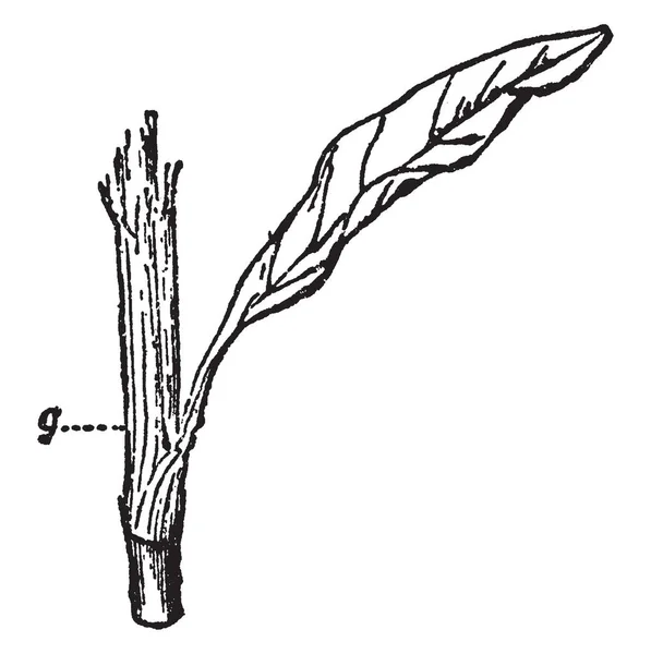 Una Foto Stem Leaf Part Polygonum Tiene Hojas Que Crecen — Archivo Imágenes Vectoriales