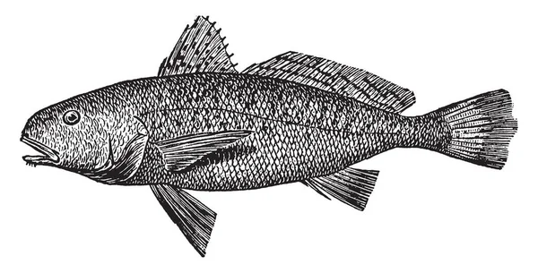 물고기 빈티지 그림의 — 스톡 벡터