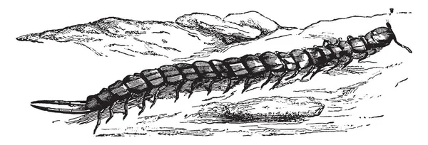 Scolopendra Elétrica Uma Espécie Europeia Luminosa Escuro Desenho Linha Vintage — Vetor de Stock