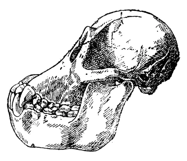 Cráneo Adulto Orangután Ilustración Grabada Vintage Historia Natural Los Animales — Archivo Imágenes Vectoriales