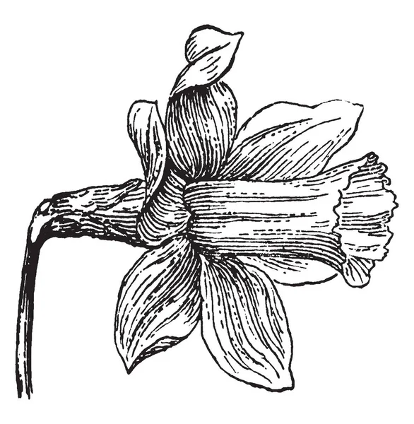 一张照片显示的是杜仙花 这朵花有小号形和明亮的报春花黄色 复古线画或雕刻插图 — 图库矢量图片