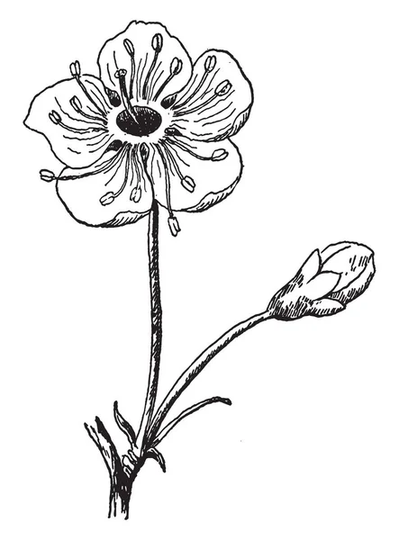 Une Image Montre Fleur Cerisier Fleur Cerisier Est Considérée Comme — Image vectorielle