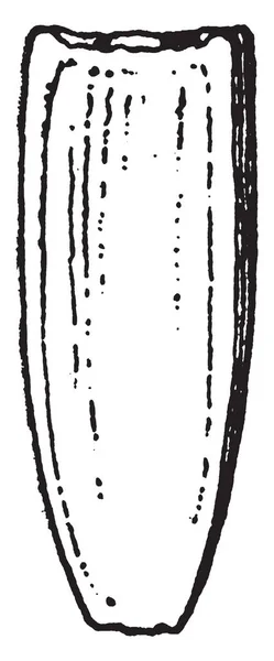 この写真は Akenes を示しています この画像は Akenes の種を見せているそれは四角形の形 ヴィンテージの線描画や彫刻イラスト — ストックベクタ