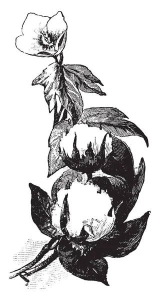 Obraz Przedstawiający Pod Lub Bawełny Piłkę Bawełna Roślina Jest Krzew — Wektor stockowy