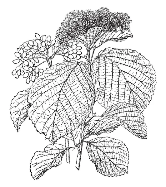 Μια Εικόνα Δείχνει Viburnum Dilatatum Είναι Κοινώς Γνωστό Linden Ξύλου — Διανυσματικό Αρχείο