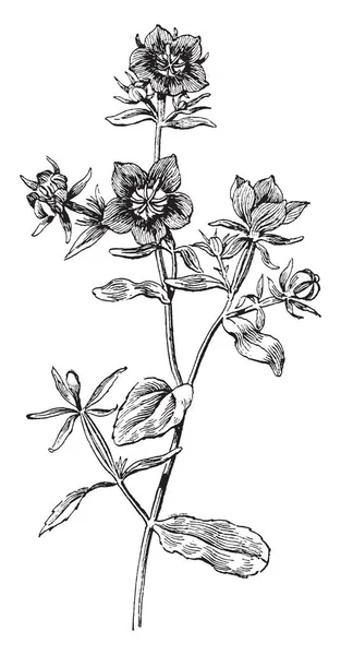 Imagen Muestra Planta Floración Specularia Speculum Tiene Brillantes Flores Forma — Vector de stock