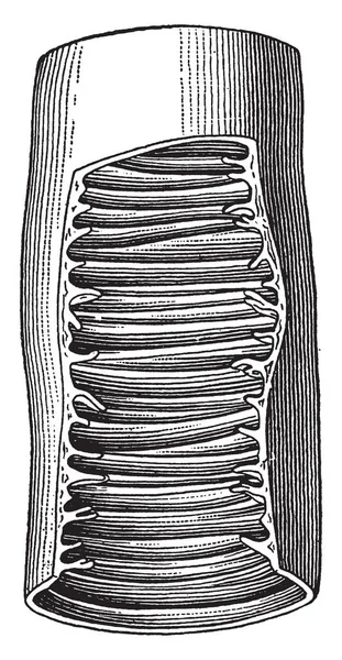 这个插图表示小肠 复古线条画或雕刻插图 — 图库矢量图片