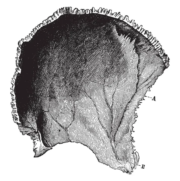 この図は 人間の頭蓋骨 ビンテージの線描画や彫刻イラストの頭頂骨を表します — ストックベクタ