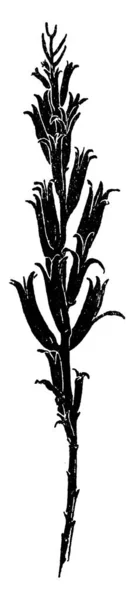 Picture Showing Evening Primrose Capsules Also Known Oenothera Biennis Native Stock Illustration
