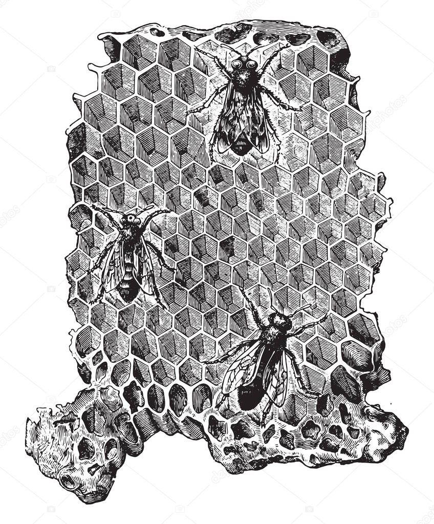 Cells of a beehive, vintage engraved illustration. La Vie dans la nature, 1890