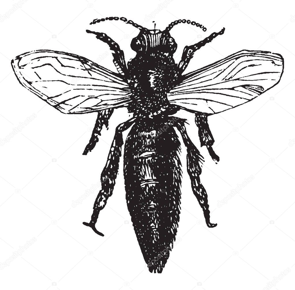 Queen Bee mated female that lives in a honey bee colony, vintage line drawing or engraving illustration.