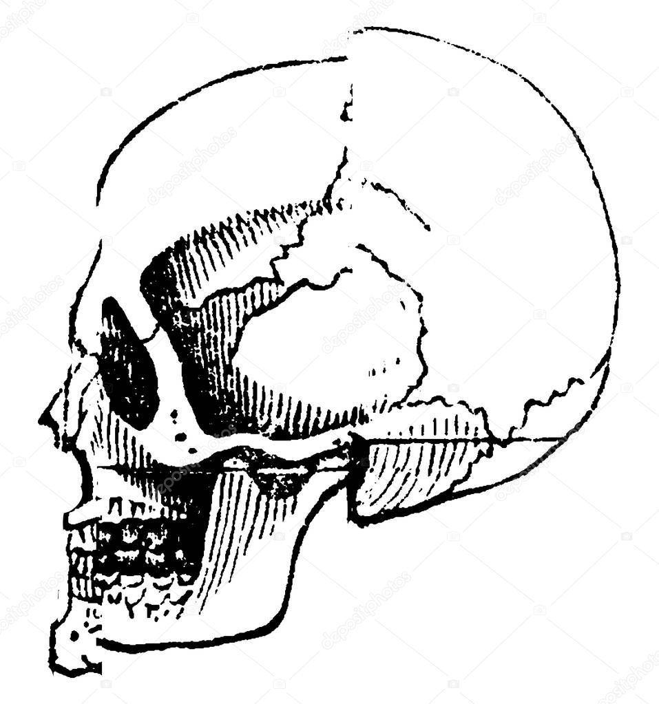 Skull white male, vintage engraved illustration. Natural History of Animals, 1880