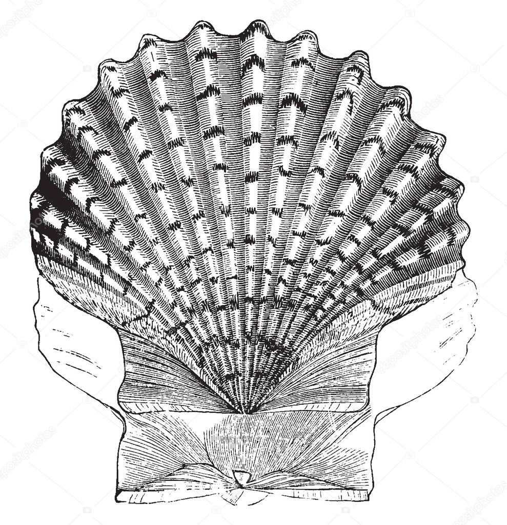 St James cockle having been adopted in the middle Ages as the badge of St James of Spain, vintage line drawing or engraving illustration.