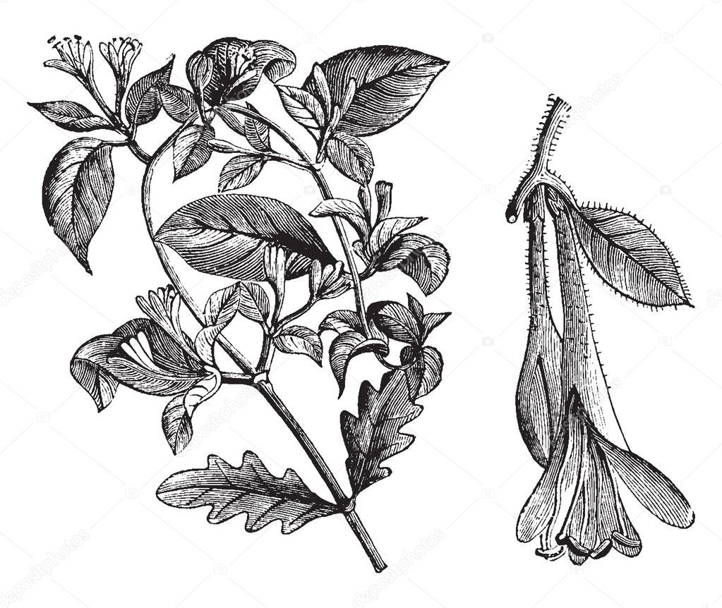 This is a flowering branchlet of Lonicera Caprifolium with very fragrant, cream-colored flowers. It is also known as honeysuckle, vintage line drawing or engraving illustration.