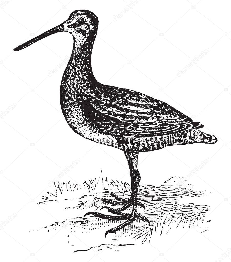 Small Wilson Snipe is a small stocky shorebird, vintage line drawing or engraving illustration.
