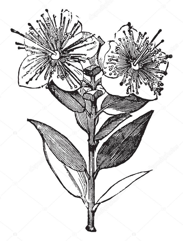Myrtle, common name for the Myrtaceae, a family of shrubs and trees almost entirely of tropical regions, especially in America and Australia, vintage line drawing or engraving illustration.