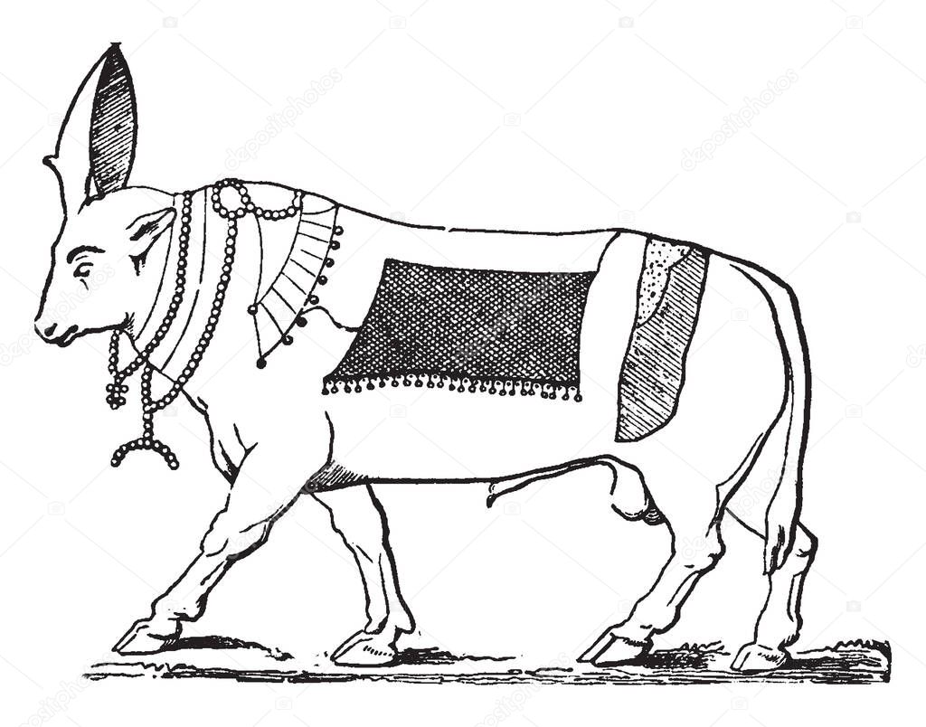 In this image as Hapis. A commonly the worshipped bull are deity, vintage line drawing or engraving illustration.