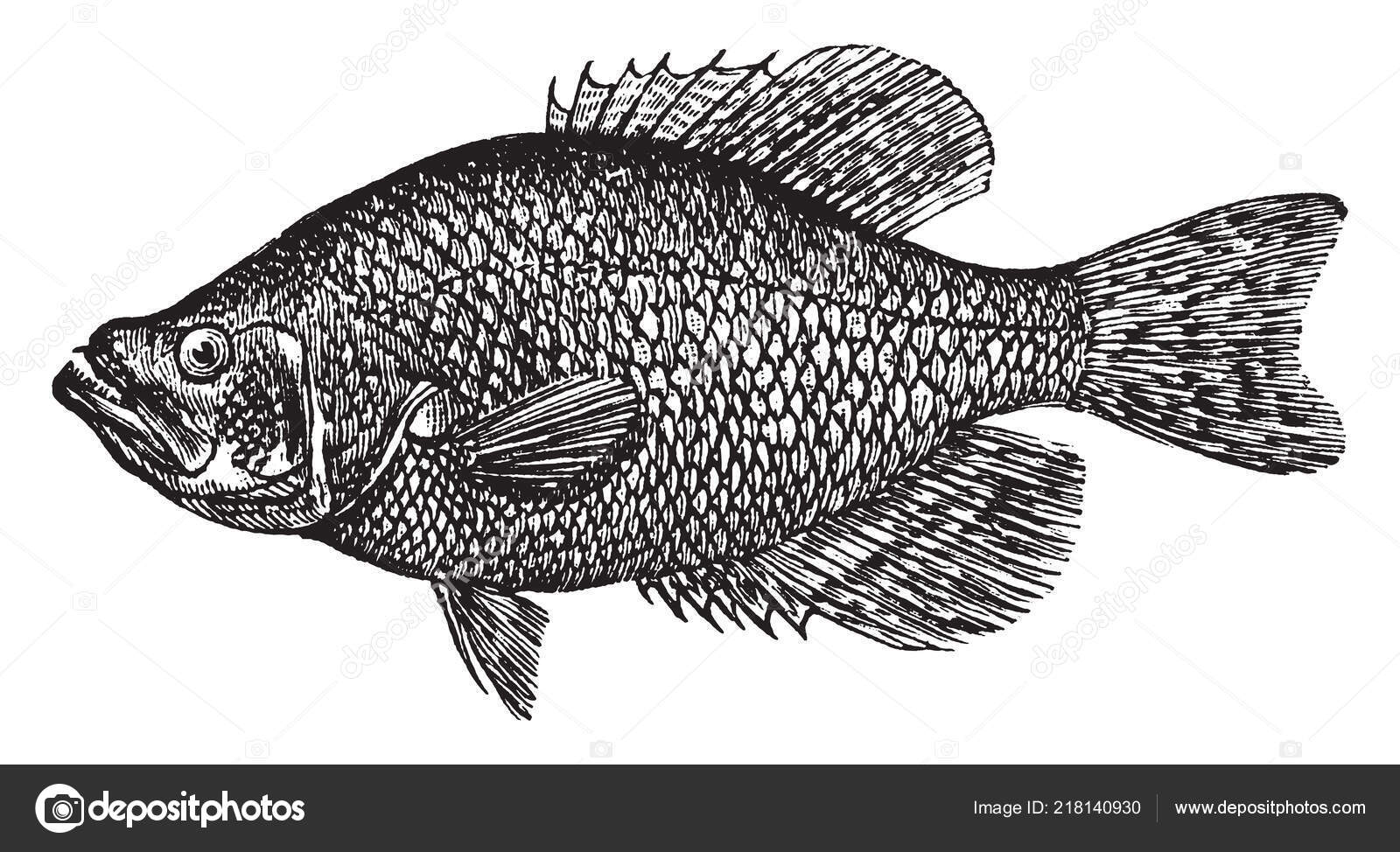 https://st4.depositphotos.com/1041725/21814/v/1600/depositphotos_218140930-stock-illustration-crappie-sunfish-vintage-line-drawing.jpg