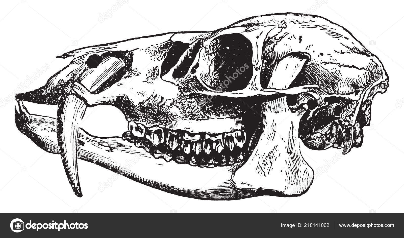 Hydropotes Inermis Ciervo Sin Astas Pero Con Dientes Caninos Superiores  Vector de stock #218141062 de ©Morphart, image size:1600x946