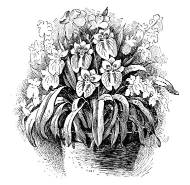 Bu resim Miltonia Vexillaria çiçektir. Bu çiçekler çok düz. Çiçek rengidir pembe ve çizim veya illüstrasyon oyma beyaz, vintage çizgi.