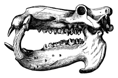 Hippopotamus kafatası, eski oyma resimler. La Vie dans la nature, 1890.