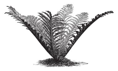 Resim Polypodium Heracleum fabrikasıdır. Polypodiaceae ailesine ait. Köksap sürünen bir. Fern mantarlar, vintage çizgi çizme veya oyma illüstrasyon kök dernekler ile hif oluşabilir.