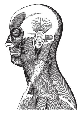 Bu resimde yüz ve boyun, vintage çizgi çizme veya oyma illüstrasyon kasları temsil eder..