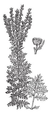 Artemisia Vulgaris pelin bilinir. 1-2 m odunsu bir kök ile uzun boylu büyüyen ve 5-20 cm uzunluğunda, koyu yeşil ve pinnate, vintage çizgi çizme veya oyma illüstrasyon yapraklar.