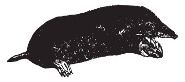 Köstebek çok küçük ama onun işitme ve koku akut, vintage çizgi çizme veya oyma illüstrasyon.