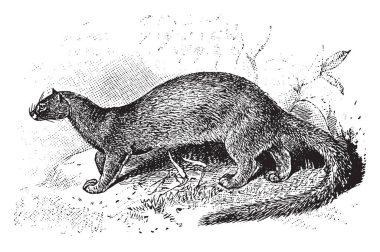 Vahşi kedi puma, vintage çizgi çizme veya oyma illüstrasyon yakından ilgili olan bir orta jaguarundi boyutlu.