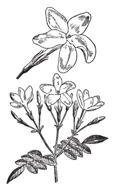 Resmi çiçek ve yasemin yaprakları ile kök içerir. Asya çiçekli bitki, vintage çizgi çizme veya oyma illüstrasyon da bilinir.