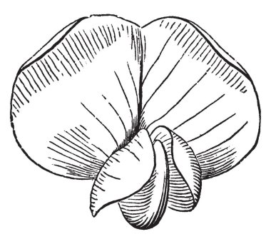 Bir çok corolla, vintage çizgi çizme veya oyma illüstrasyon önden görünümü gösteren bir resim.