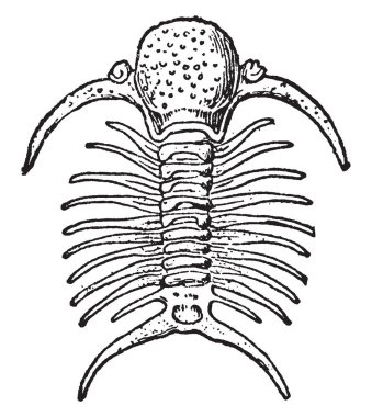 Deiphon Silüriyen phacopid trilobit Cheiruridae bulunan Batı ve Orta Avrupa, vintage çizgi çizme veya oyma illüstrasyon ailesinin kendine özgü bir cinsidir.