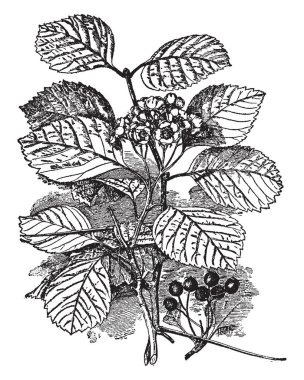 Crataegus Macracantha yoğun bir çalı Crataegus succulenta da bilinir. Ortak adları etli alıç, etli alıç ve yuvarlak meyveli cockspurthorn, vintage çizgi çizme veya oyma illüstrasyon tarafından bilinen alıç familyasından.