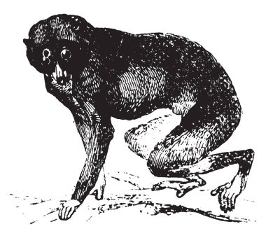 Loris strepsirrhine primatlar Loris, vintage çizgi çizme veya oyma illüstrasyon ailesindeki Alt familya Lorinae arasında ortak adıdır.