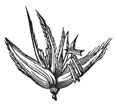 Mısır bu çerçevede görülür. Vintage çizgi çizme veya oyma illüstrasyon tam olarak hazırlanır, onun üst kol gibi görünüyor.