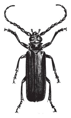 Prioninae familyasına ait büyük kahverengi veya siyah böcekler, vintage çizgi çizme veya oyma illüstrasyon.