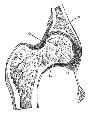 Bu resimde kalça eklemi bölümünde, vintage çizgi çizme veya oyma illüstrasyon temsil eder..