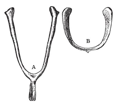 Seviyesinde bir yerli Fowl, vintage çizgi çizme veya oyma illüstrasyon fonksiyonu.